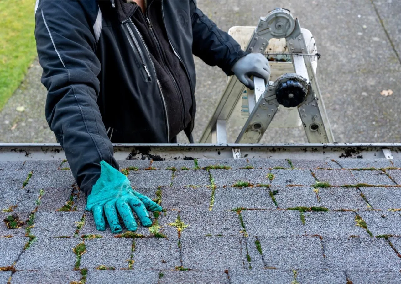 Roofer in gloves inspecting moss-covered shingles beside an aluminum ladder.